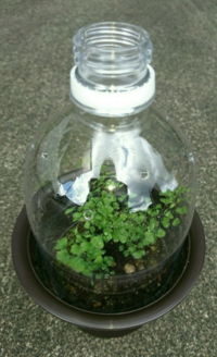 アジアンタムの育て方についておしえて下さい 葉っぱがチリチリになった Yahoo 知恵袋