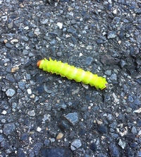 壁に付く2cm位の黄緑色の毛虫は何の幼虫でしょうか こんにちは Yahoo 知恵袋