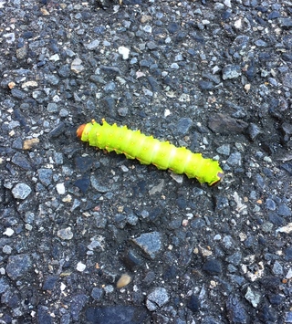 黄緑色の幼虫この黄緑色の幼虫はなんの幼虫ですか 蛾のオオミズアオの幼 Yahoo 知恵袋