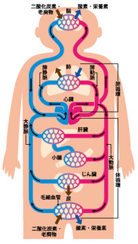 中学2年の理科の問題に 養分の多く含まれている血管はどこ という問題があり Yahoo 知恵袋