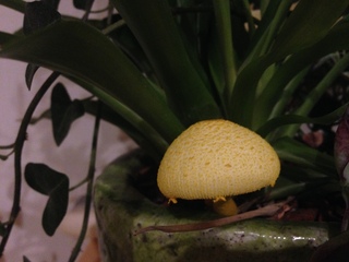 観葉植物から黄色いキノコが この真っ黄色のキノコはなんですか Yahoo 知恵袋