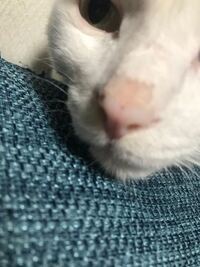 飼い猫の鼻の上の部分が 湿っていて毛が薄くなっています この間までは Yahoo 知恵袋
