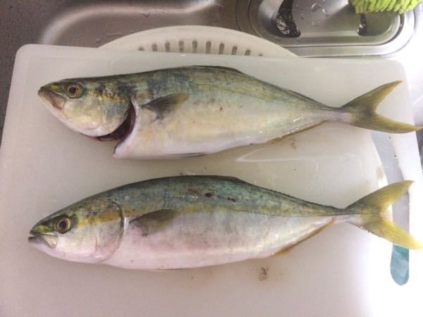 この魚は何ですか？ヤズだと思うのですが合ってますか？サビキで釣れ 