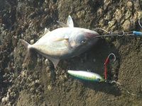 ヒラマサやカンパチ釣りで 最低でも何1000番台のリールが必 Yahoo 知恵袋