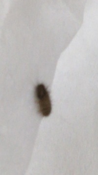 この小さい毛虫みたいな虫何ですか？？部屋によく出るんですけど どこから出てきてるんでしょうか？？ 毛虫が虫の中で一番嫌いなので何とかしたいです。写真ピントが合わなくてすみません
よ ろしくお願いします