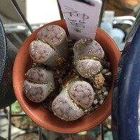 多肉植物ハオルチアとリトープス メセンを主に四国で栽培してい Yahoo 知恵袋