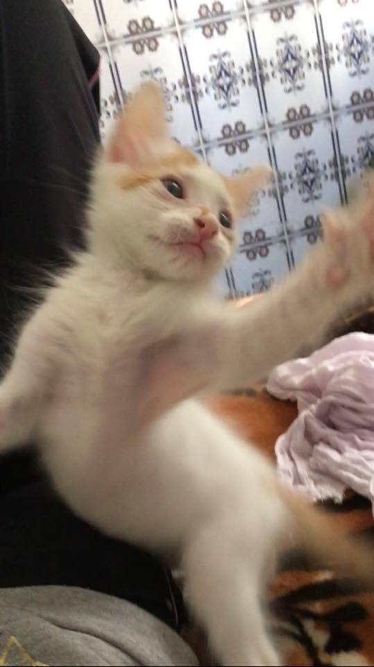 長毛種の末端軟便。 - ２歳になる子の便なのですが、もうずっと最後 