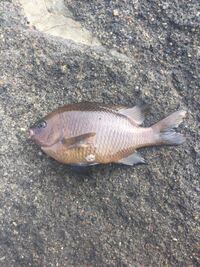 困っています スズメダイがたくさん釣れ 唐揚げにしたいのですが どうすればい Yahoo 知恵袋