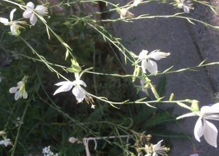 この植物の名前を教えてください 茎が長く柳のように細い葉 白い花です ハー Yahoo 知恵袋