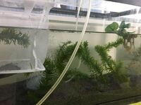 ベタとアカヒレの餌は乾燥赤虫で大丈夫ですか 最初はベタ専用の餌を Yahoo 知恵袋