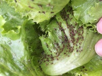 わかる方教えて下さい 育てていたレタスに害虫がつきました 虫がつかないよう防虫ネ 教えて 住まいの先生 Yahoo 不動産