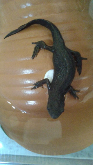 餌を食べなくなって2週間以上になるアカハライモリについて質問です 画像のイ Yahoo 知恵袋