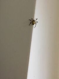 背中に黒と白が入った小さいクモを家で見つけましたなんて言う名前のクモなんで Yahoo 知恵袋