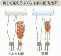 ふくらはぎがししゃも足で悩んでいます 筋肉を引き上げたいのですが ど Yahoo 知恵袋