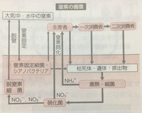 窒素の循環についての質問です 生物基礎の勉強中です 添付した図に Yahoo 知恵袋