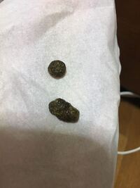 閲覧注意 うさぎのフンについての質問です 生後2ヶ月のホ Yahoo 知恵袋