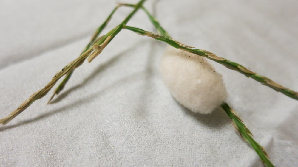 このふわふわした綿のような虫 卵 蛹 は何でしょうか 蛾の繭かと思 Yahoo 知恵袋