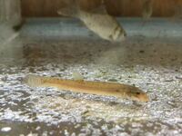 ドジョウの種類でシマドジョウとスジシマドジョウの見分けがつかない為 Yahoo 知恵袋