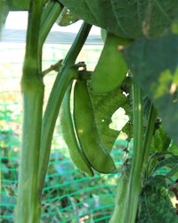 家庭菜園で枝豆の 秘伝 を栽培されている方 もう収穫できていますか 収穫が Yahoo 知恵袋