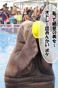 Youtuber ゆとりfam の いよちゃん は可愛いです Yahoo 知恵袋