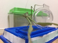 カマキリは越冬しますか 家でカマキリを飼っています 体長は7 Yahoo 知恵袋