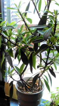 室内に置く観葉植物について 部屋で育てる比較的大きな観葉植物で 月桂樹 Yahoo 知恵袋