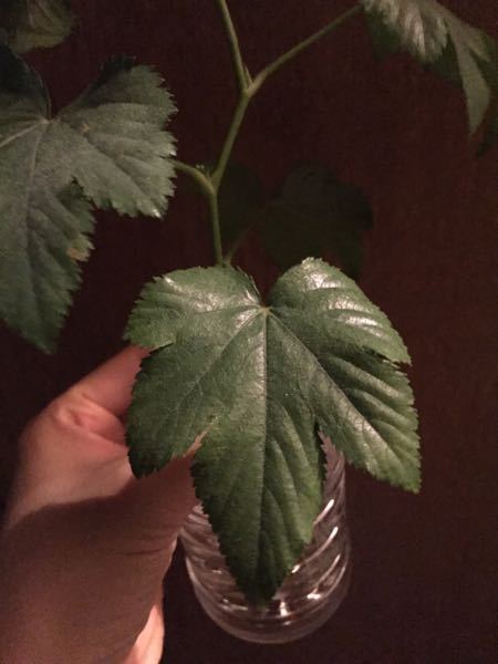 写真の植物の名前を教えてください 頂いた切り花と一緒に入っていたグリ Yahoo 知恵袋