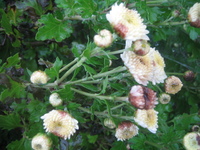 菊の花が茶色く腐ってしまうのはなぜでしょうか一週間に一回ほど液肥 Yahoo 知恵袋