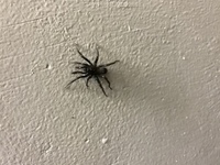 数日前から家に蜘蛛が１匹います 黒色でお腹の辺りに白い線が入っ Yahoo 知恵袋