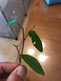 アニメパプワくんでマジックが言っていたセリフで ああ恐いんだ息子の前で化物に Yahoo 知恵袋