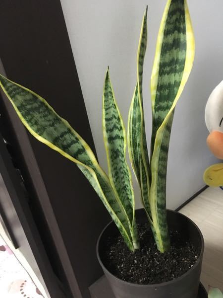 サンスベリアを植えていますが、葉の白い部分が黄色くなり サンスベリアを植えていますが、葉の白い部分が黄色くなり