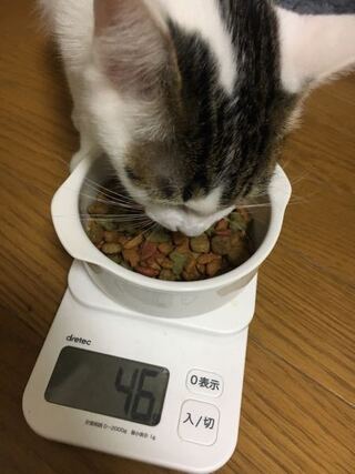 生後６ヶ月の子猫のご飯の量についてです ネットで調べたのですが 子猫 Yahoo 知恵袋