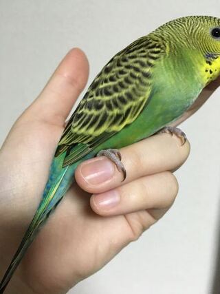 セキセイインコ爪が黒いです 調べてみると肝疾患 かなと思うの Yahoo 知恵袋