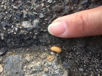 白い幼虫家の中に画像のような白い幼虫がいました 何の幼虫か分かる Yahoo 知恵袋