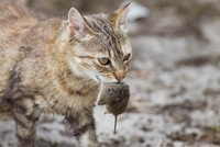 ねずみ駆除用の餌を庭に撒いたら 犬や猫も食べに来るのですか 食べに来る Yahoo 知恵袋