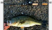 武井咲が河口湖のオカッパリで釣り上げたという64ｃｍのバス画像に写ってるロ Yahoo 知恵袋