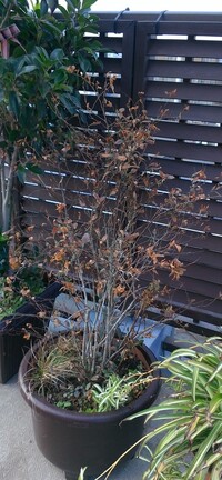 コデマリの切り花をお花屋さんで買って来て花瓶に生けてますが この後 鉢植えに挿 Yahoo 知恵袋