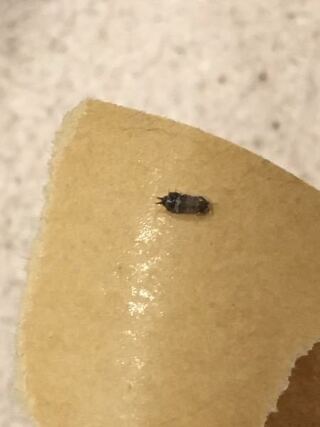 これはゴキブリの赤ちゃんですか とてもお困りのようですね Yahoo 知恵袋