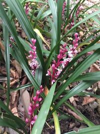 このピンクの花は何でしょうか ヤブランの仲間の 吉祥草 Yahoo 知恵袋