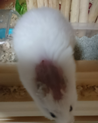 ハムスターのゲージにいっぱい小さな虫がいます ダニみたいなノミみ Yahoo 知恵袋