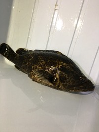 サヨリ釣りについてですがマキエにアミエビとして餌ははんぺんかかま Yahoo 知恵袋