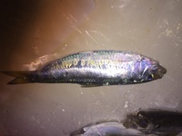 サビキ釣りで新潟県で釣れました 何の魚か分かる方お願いします Yahoo 知恵袋