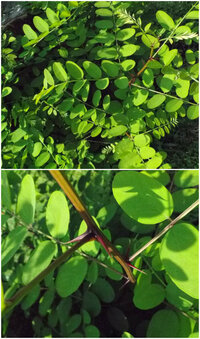 この植物は ハリエンジュの幼木なんでしょうか 10月に山の麓で見 Yahoo 知恵袋