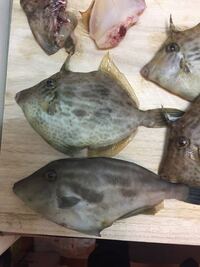 ウマヅラハギやカワハギの餌はパワーイソメですか アサリの方が釣れま Yahoo 知恵袋