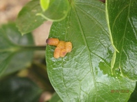 自宅のハイビスカス 地植え はまだまだ花をたくさんつけています Yahoo 知恵袋