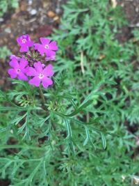 又々教えてください 花壇にパセリみたいな葉で四方に伸びて増え Yahoo 知恵袋