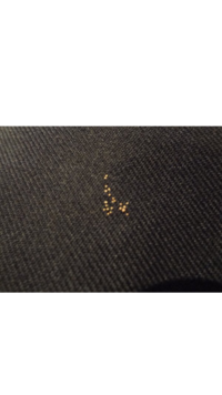 服にカメムシの卵服に小さい卵がついていて驚いたので調べるとカメムシ Yahoo 知恵袋