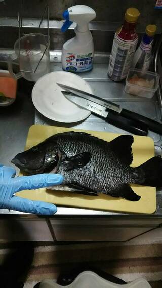この魚の名前を教えてください 伊豆大島で10月下旬に釣りました 夜釣りでサ Yahoo 知恵袋