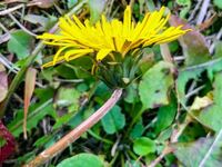 カロリーメイトのメープル味の原材料名を見ると メープルシロップが入っていません Yahoo 知恵袋