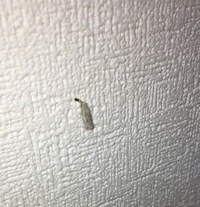 虫 壁に変な虫 幼虫 がいたのですが これはなんの虫でしょうか Yahoo 知恵袋